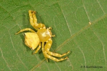 Crab Spider Thomisus sp.