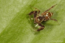 Jumping Spider Brettus albolimbatus