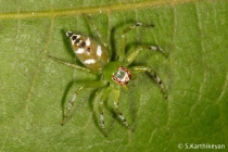 Jumping Spider Epeus sp.