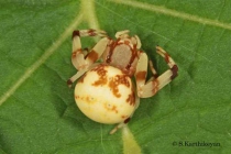 Crab Spider