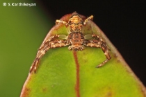 Crab Spider Xysticus sp.