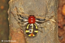 Crab Spider Camaricus sp.