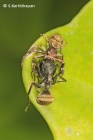 Crab Spider Xysticus sp.