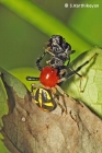 Crab Spider Camaricus sp. with ant