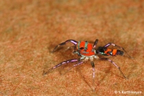 Jumping Spider