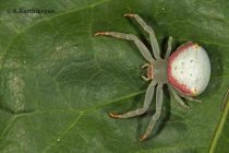 Crab Spider Misumena sp.