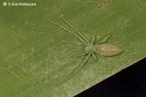 Crab Spider