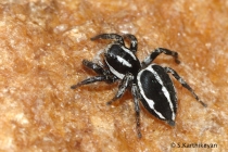 Jumping Spider