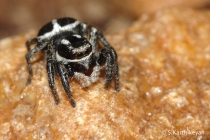 Jumping Spider