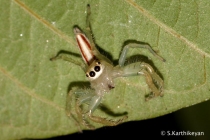Jumping Spider Telamonia dimidiata female