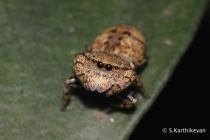 Jumping Spider Rhene sp.