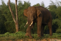 Asiatic Elephant