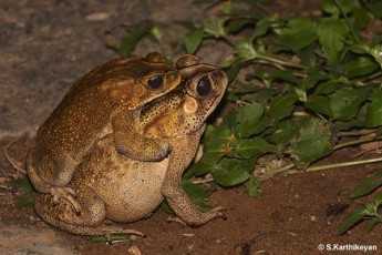 Common Indian Toad in amplexus