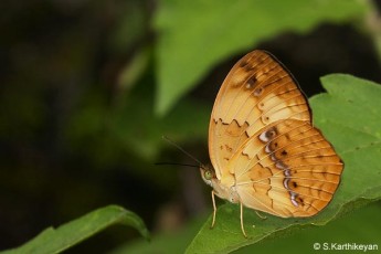 Southern Rustic