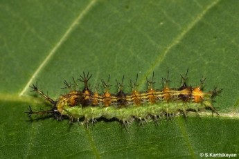 Common Castor larva