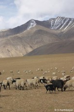 Sheep in the Cold Desert