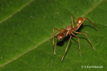 Ant-mimic spider Myrmarachne sp.