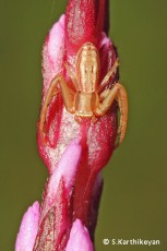 Crab Spider Runcinia sp.