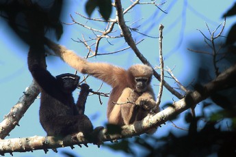 Hoolock Gibbons (male and female)
