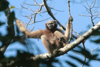 Hoolock Gibbon (female)