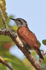 Bay-banded Cuckoo
