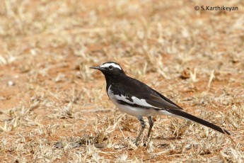 Large Pied (or Whitebrowed) Wagtail