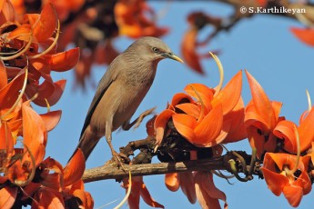 Chestnut-tailed Starling and Butea blossoms