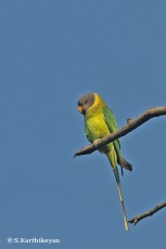 Plum-headed Parakeet