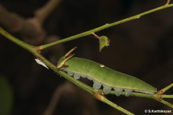 Black Rajah larva
