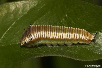 Spot Swordtail larva