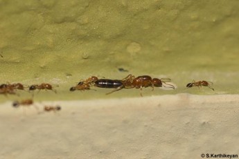 Queen ant with her attendants