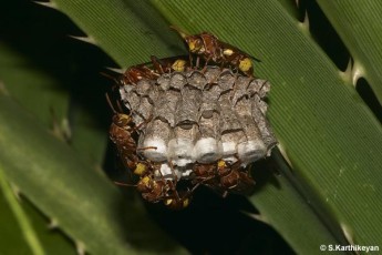 Wasps at nest