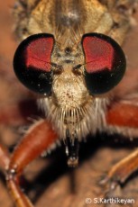 Robberfly - close up