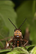 Grasshopper - closeup