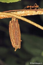 Bagworm