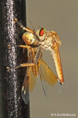 Robberfly feeding on Dragonfly