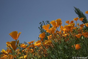 Poppies Eschscholzia californica