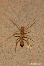 Ant-mimic Spider Myrmarachne sp.