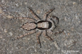 Jumping Spider Menemerus bivittatus