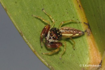 Jumping Spider (Scorpion Jumper) Bavia kairali