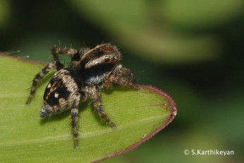Jumping Spider Stenaelurillus sp.
