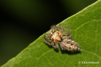 Jumping Spider Hyllus semicupreus