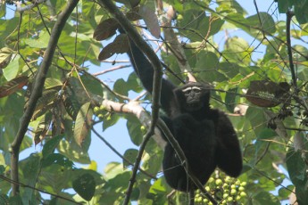Hoolock Gibbon (Male)