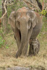 Elephant with calf