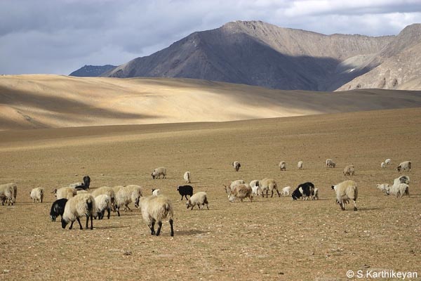 Sheep grazing by nomadic tribes