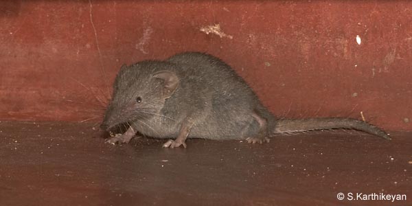 grey-musk-shrew1.jpg