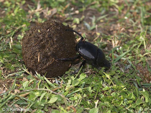 dung-beetle.jpg