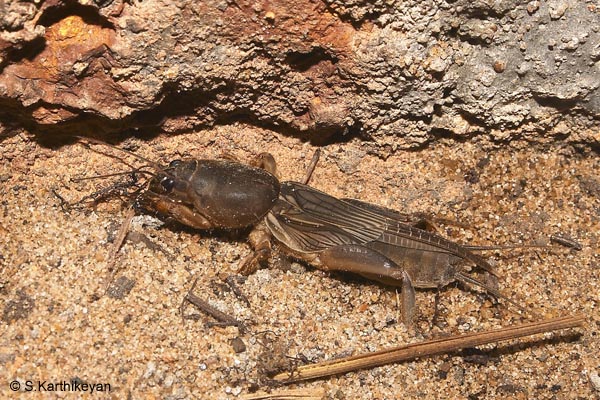 mole-cricket.jpg