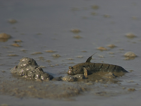 mudskipper1.jpg