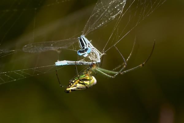 spider-feeding-on-damselfly1.jpg